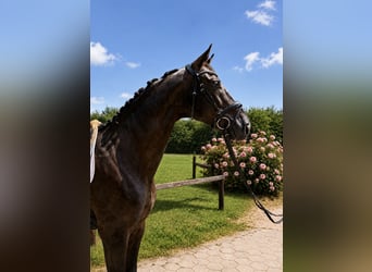 Hannoveraner, Wallach, 6 Jahre, 174 cm, Rappe