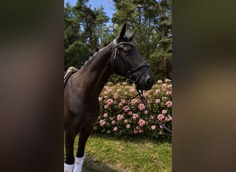 Hannoveraner, Wallach, 6 Jahre, 174 cm, Rappe