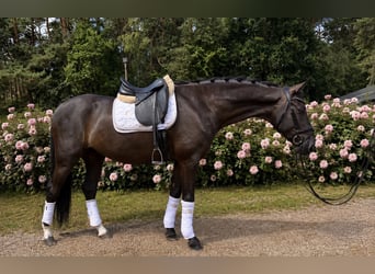 Hannoveraner, Wallach, 6 Jahre, 174 cm, Rappe