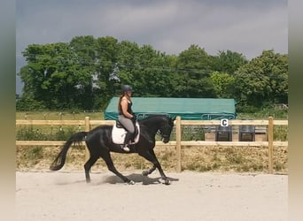 Hannoveraner, Wallach, 6 Jahre, 174 cm, Rappe