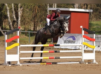 Hannoveraner, Wallach, 6 Jahre, 175 cm, Apfelschimmel