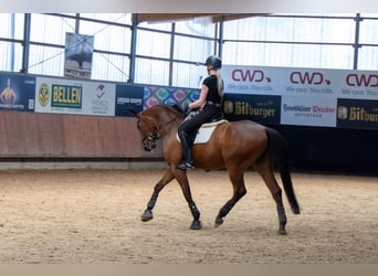 Hannoveraner, Wallach, 6 Jahre, 175 cm, Brauner