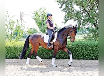 Hannoveraner, Wallach, 6 Jahre, 175 cm