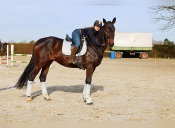 Hannoveraner, Wallach, 6 Jahre, 175 cm
