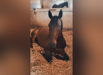 Hannoveraner, Wallach, 6 Jahre, 175 cm, Dunkelbrauner