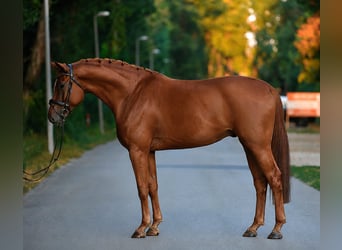Hannoveraner, Wallach, 6 Jahre, 175 cm, Dunkelfuchs