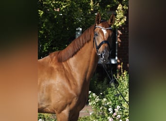 Hannoveraner, Wallach, 6 Jahre, 175 cm, Fuchs