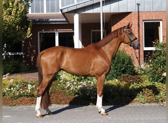 Hannoveraner, Wallach, 6 Jahre, 175 cm, Fuchs
