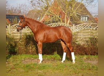 Hannoveraner, Wallach, 6 Jahre, 175 cm, Fuchs