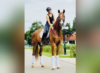 Hannoveraner, Wallach, 6 Jahre, 175 cm, Fuchs