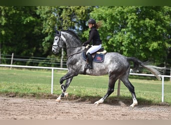 Hannoveraner, Wallach, 6 Jahre, 176 cm, Rappschimmel