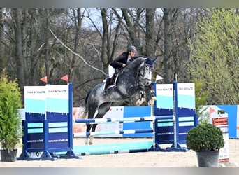 Hannoveraner, Wallach, 6 Jahre, 176 cm, Rappschimmel
