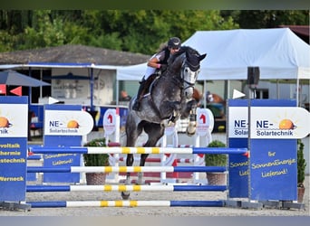 Hannoveraner, Wallach, 6 Jahre, 176 cm, Rappschimmel