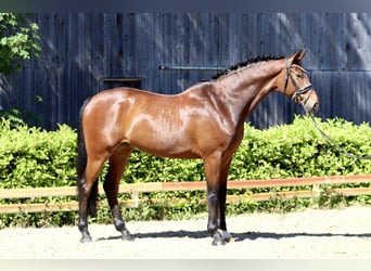 Hannoveraner, Wallach, 6 Jahre, 177 cm, Brauner