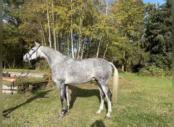 Hannoveraner, Wallach, 6 Jahre, 177 cm, Rappschimmel