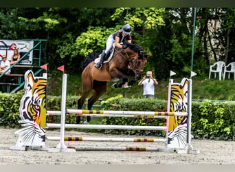 Hannoveraner, Wallach, 6 Jahre, 177 cm, Rotbrauner