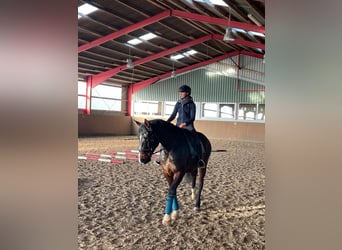 Hannoveraner, Wallach, 6 Jahre, 178 cm, Brauner