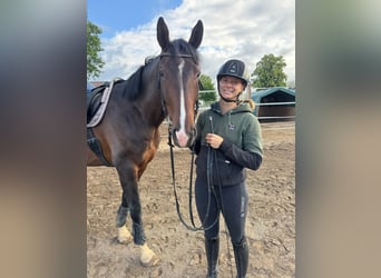 Hannoveraner, Wallach, 6 Jahre, 178 cm, Brauner