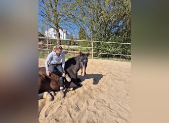 Hannoveraner, Wallach, 6 Jahre, 178 cm, Brauner