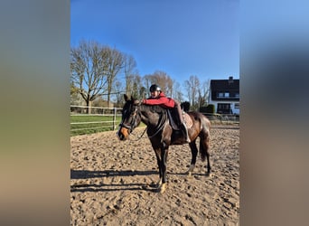 Hannoveraner, Wallach, 6 Jahre, 178 cm, Brauner