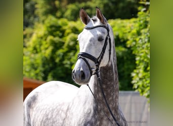 Hannoveraner, Wallach, 6 Jahre, 178 cm, Dunkelbrauner