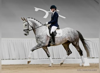 Hannoveraner, Wallach, 6 Jahre, 178 cm, Dunkelbrauner