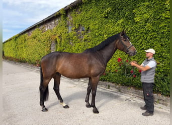 Hannoveraner, Wallach, 6 Jahre, 178 cm, Dunkelbrauner