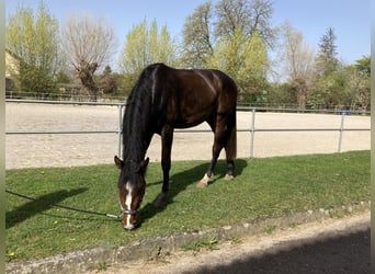 Hannoveraner, Wallach, 6 Jahre, 178 cm, Dunkelbrauner