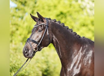 Hannoveraner, Wallach, 6 Jahre, 178 cm, Rappe