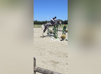 Hannoveraner, Wallach, 6 Jahre, 180 cm, Apfelschimmel