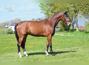 Hannoveraner, Wallach, 6 Jahre, 180 cm, Brauner