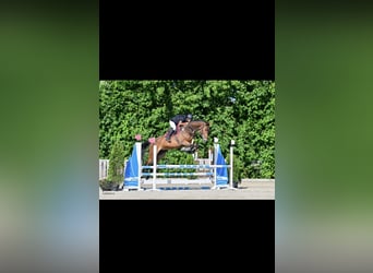 Hannoveraner, Wallach, 6 Jahre, 180 cm, Dunkelbrauner