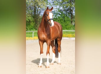 Hannoveraner, Wallach, 6 Jahre, 180 cm, Dunkelfuchs