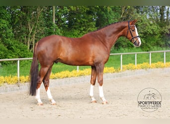 Hannoveraner, Wallach, 6 Jahre, 180 cm, Dunkelfuchs