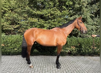 Hannoveraner, Wallach, 6 Jahre, 182 cm, Brauner