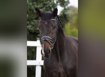 Hannoveraner, Wallach, 6 Jahre, 183 cm, Schwarzbrauner