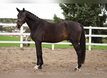 Hannoveraner, Wallach, 6 Jahre, 183 cm, Schwarzbrauner