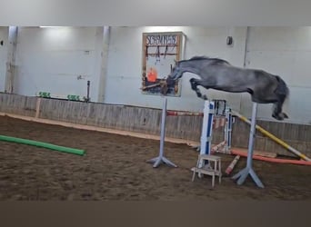 Hannoveraner, Wallach, 6 Jahre, 185 cm, Apfelschimmel