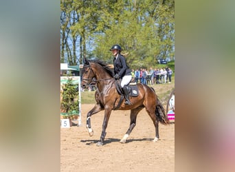 Hannoveraner, Wallach, 6 Jahre, Brauner