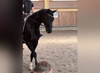 Hannoveraner, Wallach, 6 Jahre, Rappe