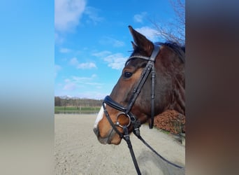 Hannoveraner, Wallach, 7 Jahre, 162 cm