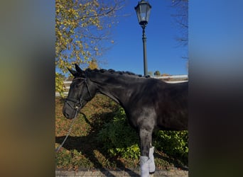 Hannoveraner, Wallach, 7 Jahre, 163 cm, Schwarzbrauner