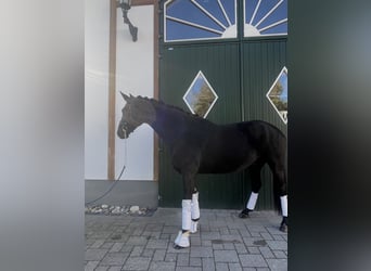 Hannoveraner, Wallach, 7 Jahre, 163 cm, Schwarzbrauner