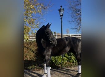 Hannoveraner, Wallach, 7 Jahre, 163 cm, Schwarzbrauner