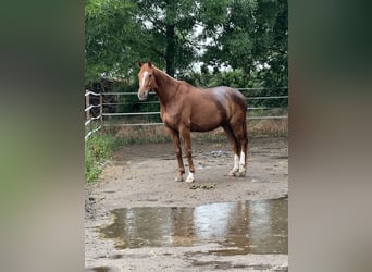 Hannoveraner, Wallach, 7 Jahre, 165 cm, Fuchs