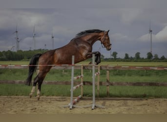Hannoveraner, Wallach, 7 Jahre, 165 cm, Schwarzbrauner