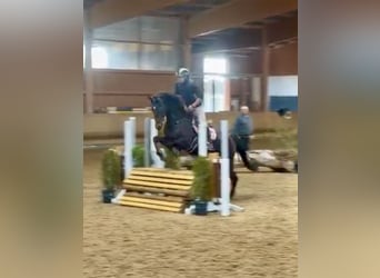 Hannoveraner, Wallach, 7 Jahre, 166 cm, Dunkelbrauner