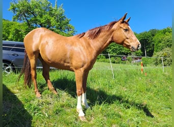 Hannoveraner, Wallach, 7 Jahre, 166 cm, Fuchs
