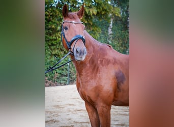 Hannoveraner, Wallach, 7 Jahre, 166 cm, Fuchs