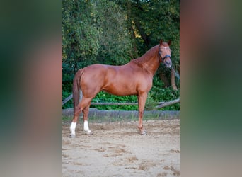 Hannoveraner, Wallach, 7 Jahre, 166 cm, Fuchs